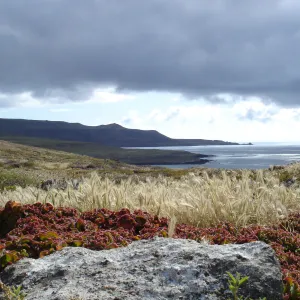 San Clemente Island, SBBG Research 2005