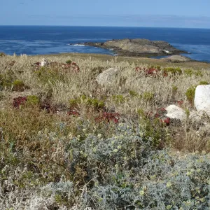 San Clemente Island, SBBG Research 2005