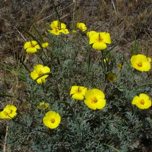 Eschscholzia ramosa, San Clemente Island, SBBG Research 2005