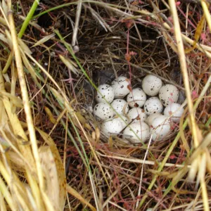 bird nest with eggs, San Clemente Island, SBBG Research 2005