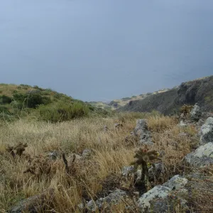 San Clemente Island, SBBG Research 2005