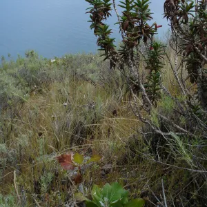 San Clemente Island, SBBG Research 2005