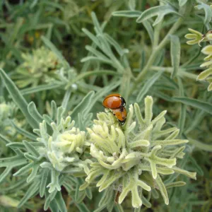 Castilleja grisea, San Clemente Island, SBBG Research 2005