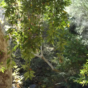 California bay tree in fruit, SBBG Fall Color Field Trip 2006