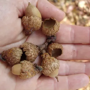 acorns in hand, SBBG Fall Color Field Trip 2006