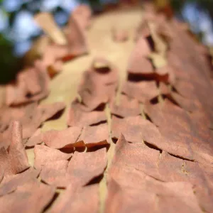 peeling madrone bark, SBBG Fall Color Field Trip 2006