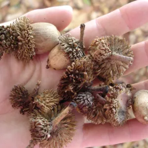 Lithocarpus densiflorus acorns, SBBG Fall Color Field Trip 2006