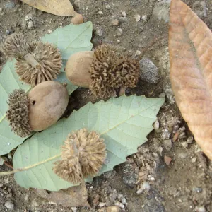 Lithocarpus densiflorus leaves and acorns, SBBG Fall Color Field Trip 2006