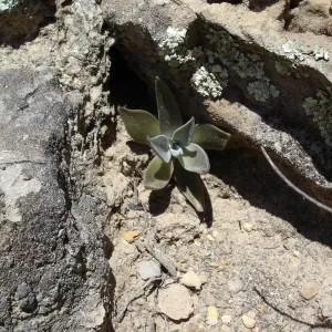 SBBG Staff field trip to Cebada Canyon (liveforever)