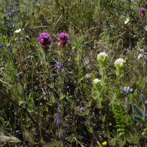 SBBG Staff field trip to Cebada Canyon