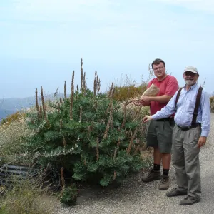 Thermopsis macrophylla, West Camino Cielo, SBBG Research 2005