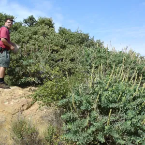 Thermopsis macrophylla, West Camino Cielo, SBBG Research 2005