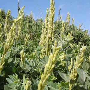 Thermopsis macrophylla, West Camino Cielo, SBBG Research 2005