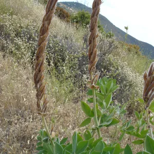 Thermopsis macrophylla, West Camino Cielo, SBBG Research 2005