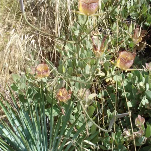 Calochortus in bloom, West Camino Cielo, SBBG Research 2005