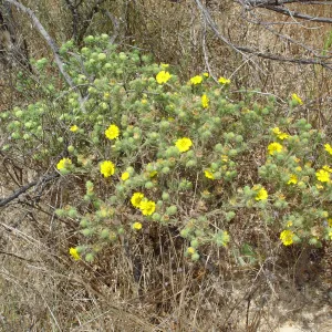 Gaviota Tarplant, Gaviota coast, SBBG Research 2005