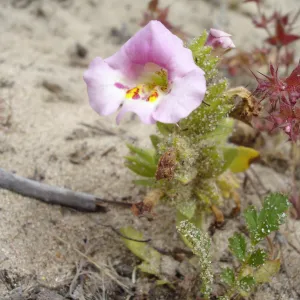 Mimulus fremontii, La Purisima, SBBG Research 2006