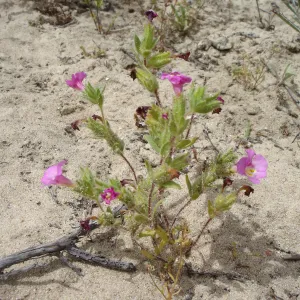 Mimulus fremontii, La Purisima, SBBG Research 2006