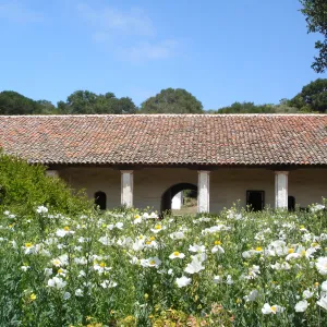 Matilija poppies, La Purisima Mission, SBBG Research 2006