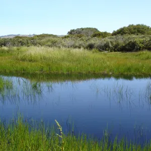 pond, Burton Mesa, SBBG Research 2005