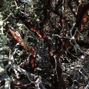 Burton Mesa manzanita chaparral, SBBG Research 2005
