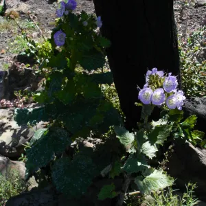 wildflowers, Gaviota burn site, SBBG staff field trip 2005