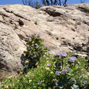 wildflowers, Gaviota burn site, SBBG staff field trip 2005