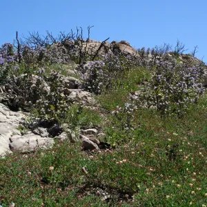 wildflowers, Gaviota burn site, SBBG staff field trip 2005