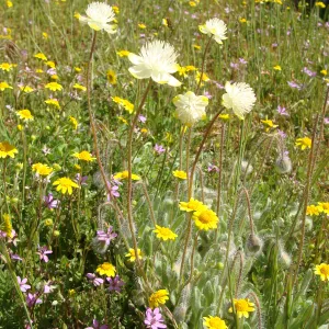 Central California Spring Wildflowers 2010, SBBG staff, Ozena Station