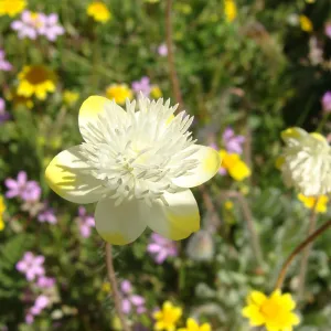 Central California Spring Wildflowers 2010, SBBG staff, Ozena Station