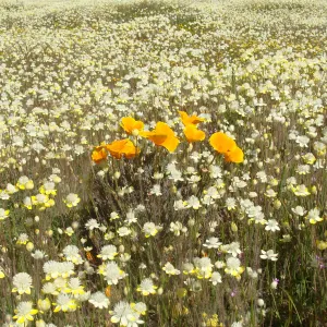 Central California Spring Wildflowers 2010, SBBG staff, Ozena Station