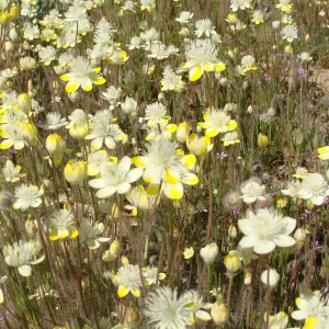 Central California Spring Wildflowers 2010, SBBG staff, Ozena Station