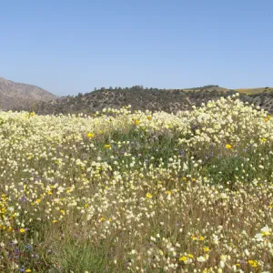 Central California Spring Wildflowers 2010, SBBG staff, Ozena Station
