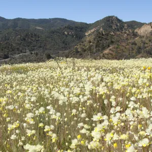 Central California Spring Wildflowers 2010, SBBG staff, Ozena Station