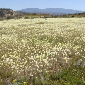 Central California Spring Wildflowers 2010, SBBG staff, Ozena Station