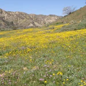 Central California Spring Wildflowers 2010, SBBG staff, Ozena Station