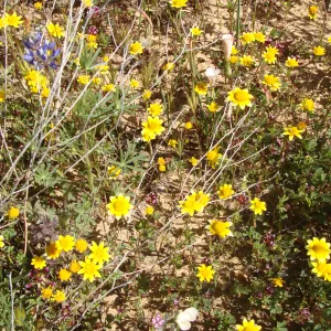 Central California Spring Wildflowers 2010, SBBG staff, Ozena Station