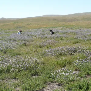 Central California Spring Wildflowers 2010, SBBG staff, Soda Lake Road, Carrizo