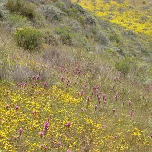 Central California Spring Wildflowers 2010, SBBG staff, Road to Padrone Canyon, Carrizo