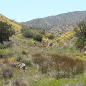 Central California Spring Wildflowers 2010, SBBG staff, Road to Padrone Canyon, Carrizo