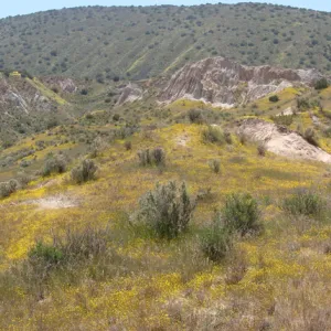 Central California Spring Wildflowers 2010, SBBG staff, Road to Padrone Canyon, Carrizo
