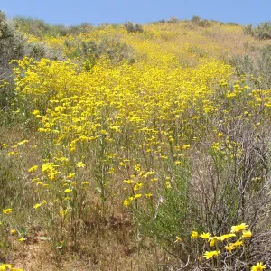 Central California Spring Wildflowers 2010, SBBG staff, Road to Padrone Canyon, Carrizo