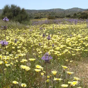 Central California Spring Wildflowers 2010, SBBG staff, Road to Padrone Canyon, Carrizo
