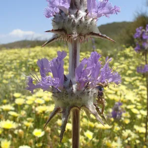 Central California Spring Wildflowers 2010, SBBG staff, Road to Padrone Canyon, Carrizo