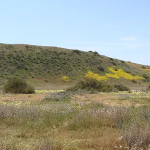 Central California Spring Wildflowers 2010, SBBG staff, Road to Padrone Canyon, Carrizo