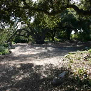 path under the Meadow Oaks, path not pavered