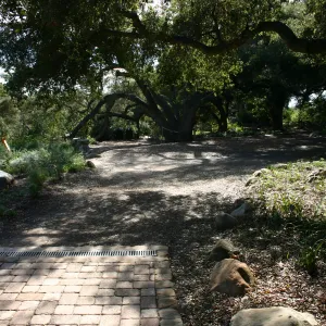 path under the Meadow Oaks, path not pavered