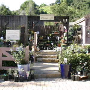 Garden Growers Nursery, paver stones in the Courtyard