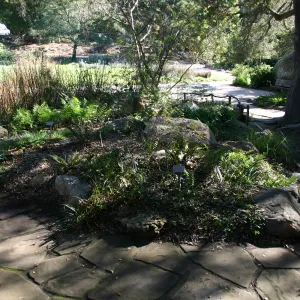 paving stones above the pond
