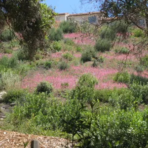 Clarkia unguiculata on slope east of Mission Canyon Road, one year after the Jesusita Fire